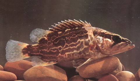 (Siniperca Gill, 1862) Род Синеперки, Китайские окуни, Аухи, Genus